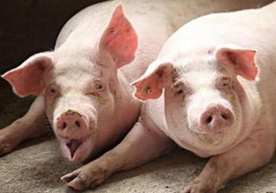 猪肉板块近半个月蒸发2300亿,猪肉能否重回“十元时代”?
