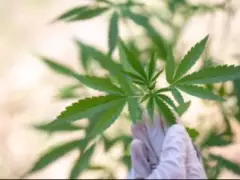北美的一场“口水战”，引得港股CBD概念烽火再燃？